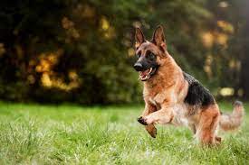 BrightStar German Shepherd Rescue