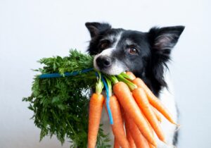 can a dog eat peas and carrots