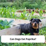 Can-Dogs-Eat-Paprika-template