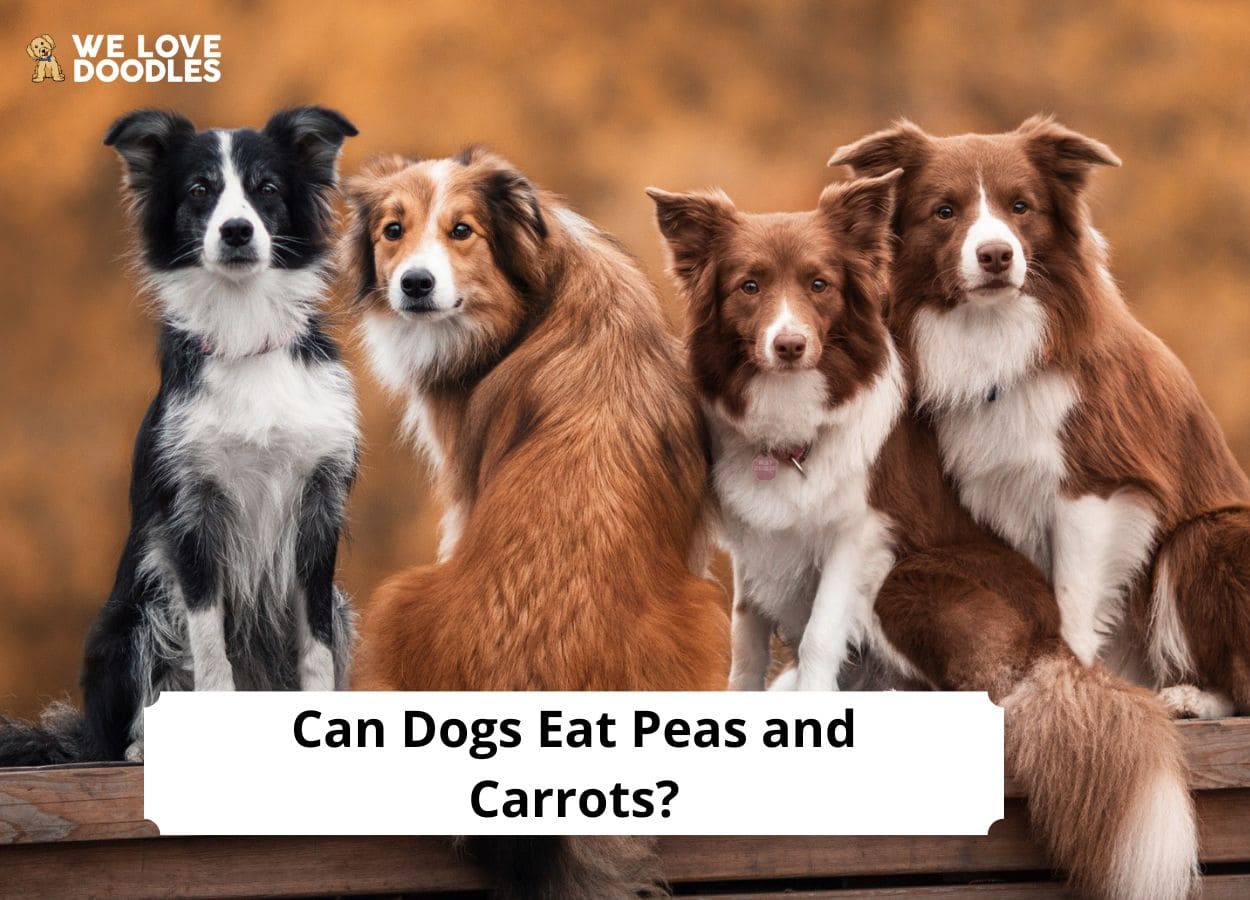 are carrots good for a smooth collie