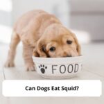 Can-Dogs-Eat-Squid-template
