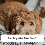 Can-Dogs-Get-Blue-Balls-template