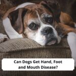 Can-Dogs-Get-Hand-Foot-and-Mouth-Disease-template