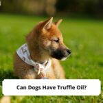 Can-Dogs-Have-Truffle-Oil-template