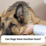 Can-Dogs-Have-Xanthan-Gum-template