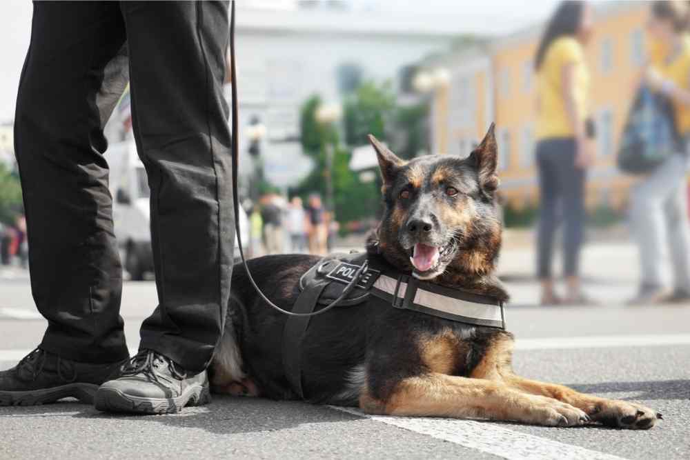 Can Drug Dogs Smell Carts? (And How They Do It) (2024) We Love Doodles