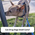 Can-Drug-Dogs-Smell-Carts-template