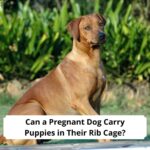 Can-a-Pregnant-Dog-Carry-Puppies-in-Their-Rib-Cage-template