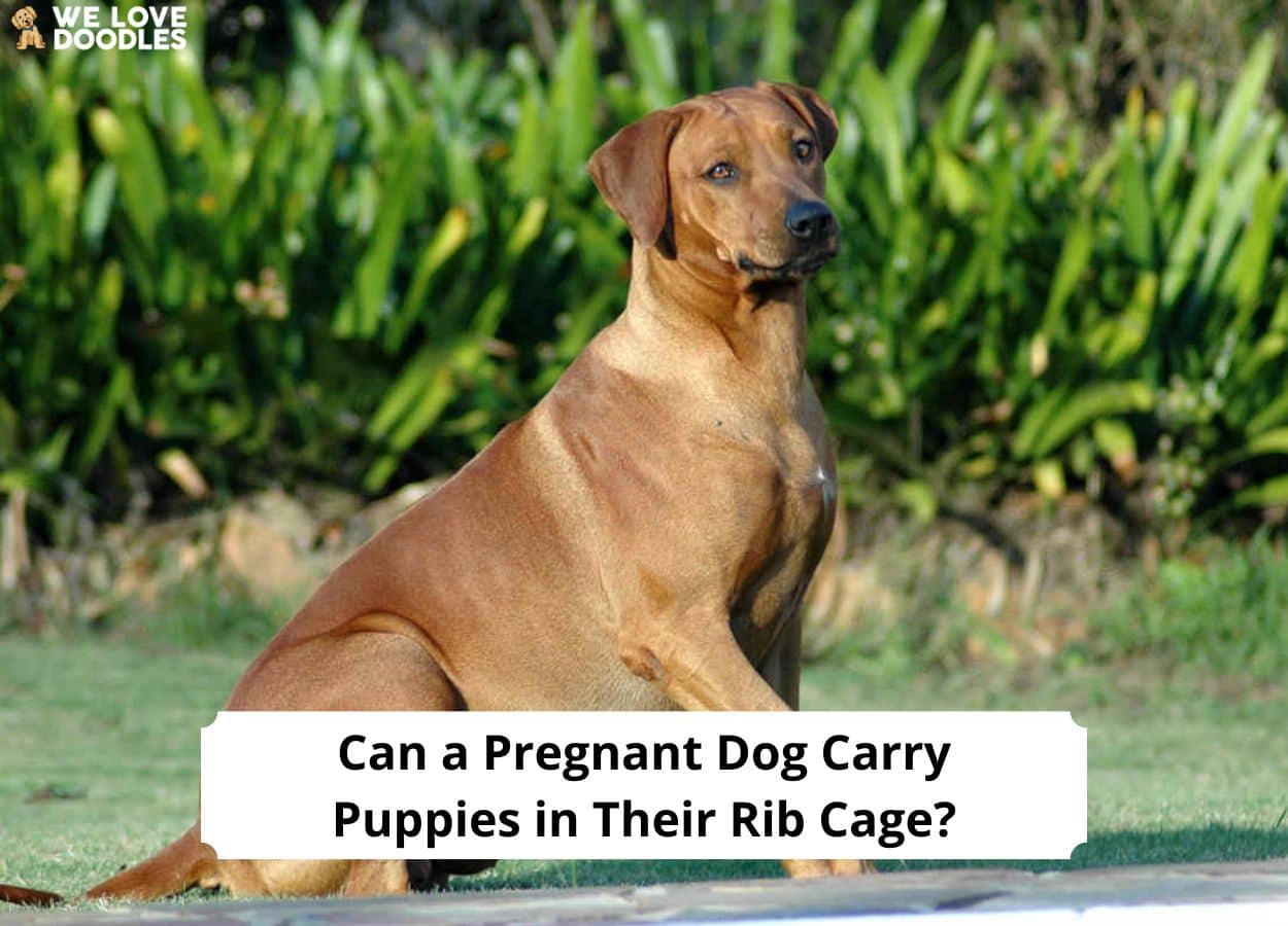 can-a-pregnant-dog-carry-puppies-in-their-rib-cage