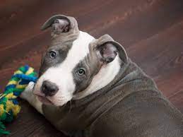 Clase Pitbulls – New York