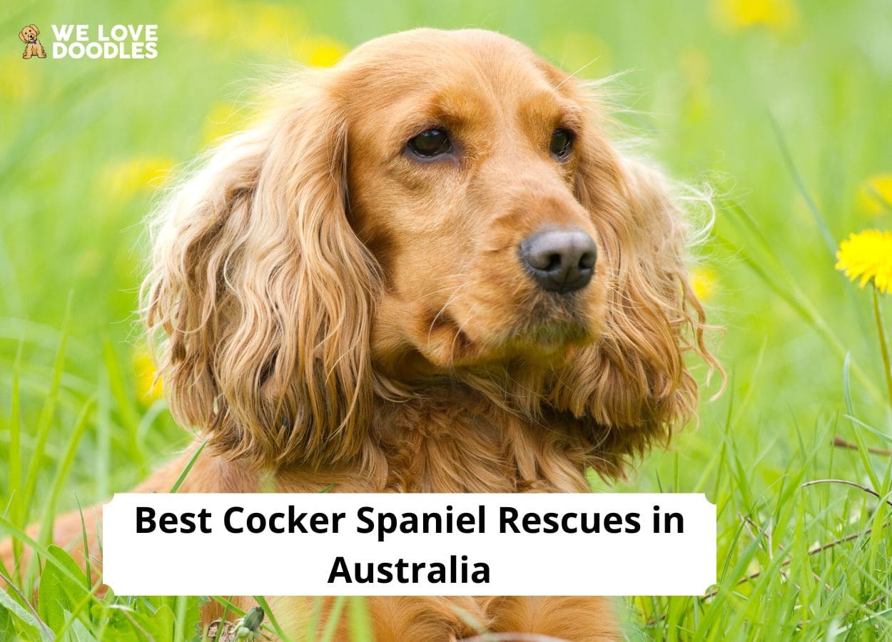 can a american cocker spaniel live in australia