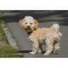 4 Best Cavapoo Rescue in the UK! - We Love Doodles