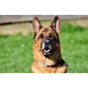 Conclusion-For-German-Shepherd-Puppies-For-Sale-in-Arkansas-Top-Breeders