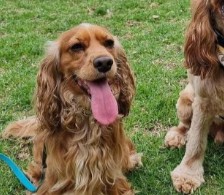 Conclusion For The Best Cocker Spaniel Rescues in Australia