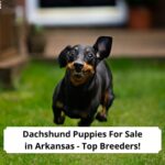 Dachshund-Puppies-For-Sale-in-Arkansas-Top-Breeders-template