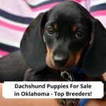 Dachshund-Puppies-For-Sale-in-Oklahoma-Top-Breeders-template