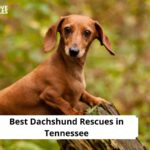 Dachshund Rescues in Tennessee