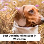 Dachshund Rescues in Wisconsin