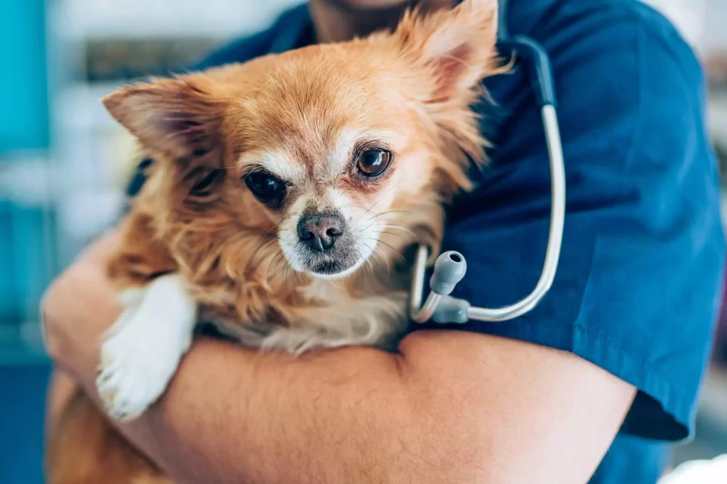 Dizzy Chihuahua Rescue 