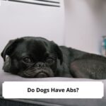 Do-Dogs-Have-Abs-template