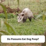 Do-Possums-Eat-Dog-Poop-template