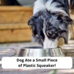 Dog-Ate-a-Small-Piece-of-Plastic-Squeaker-template