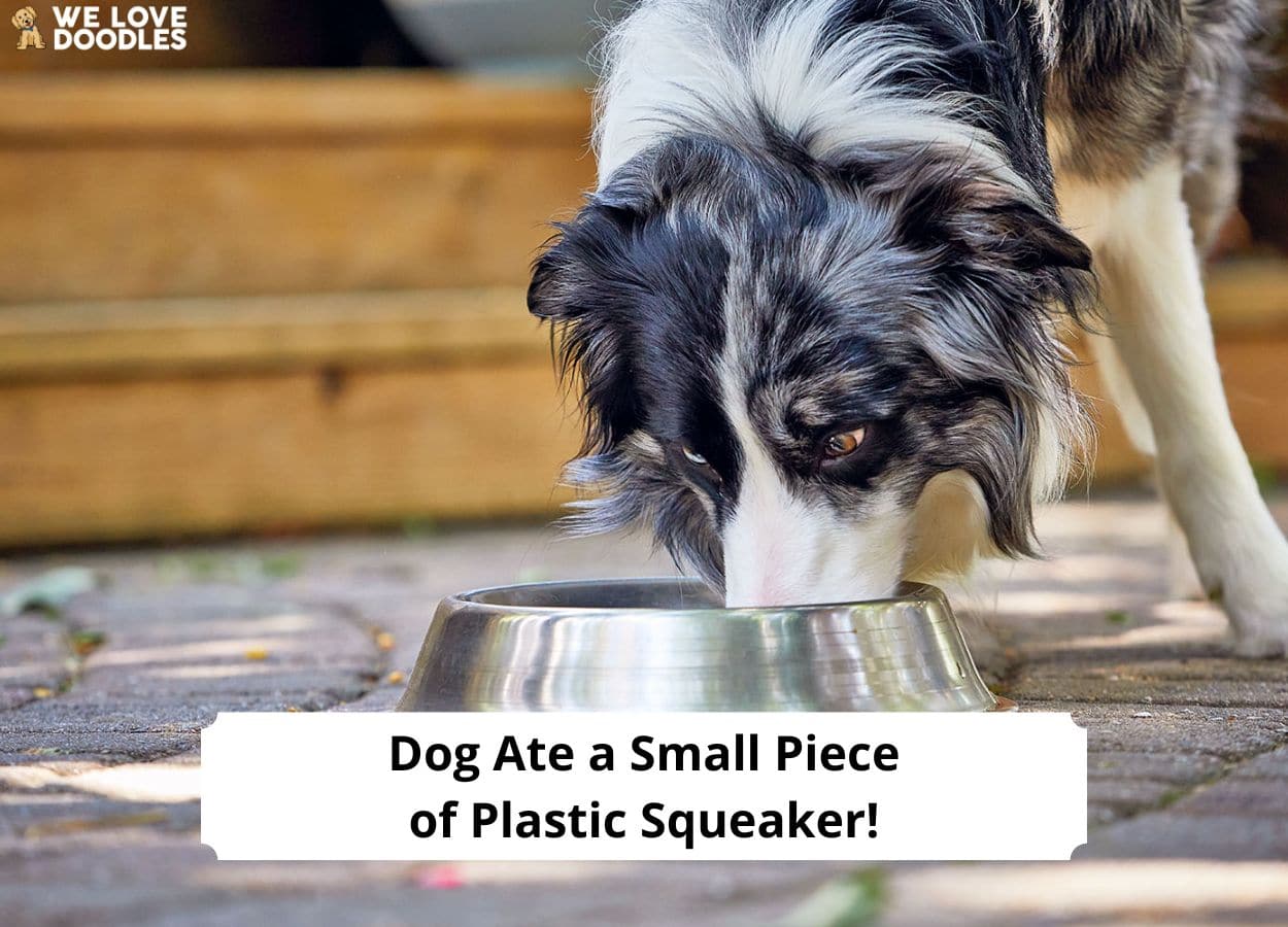 Dog Ate a Small Piece of Plastic Squeaker What You Need to Know! (2024