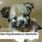 Dog Breeders in Manitoba