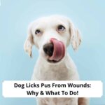 Dog-Licks-Pus-From-Wounds-Why-What-To-Do-template