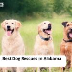 Dog Rescues in Alabama