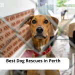 Dog Rescues in Perth