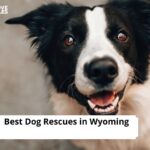 Dog Rescues in Wyoming