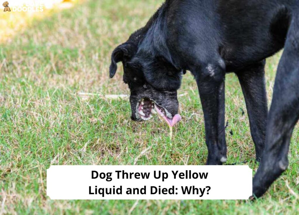 dog-threw-up-yellow-liquid-and-died-why-vet-advice-2023-we-love