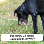 Dog-Threw-Up-Yellow-Liquid-and-Died-Why-template