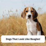 Dogs-That-Look-Like-Beagles-template