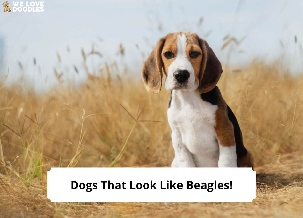8 Dogs That Look Like Beagles With Pictures! (2023) We Love Doodles