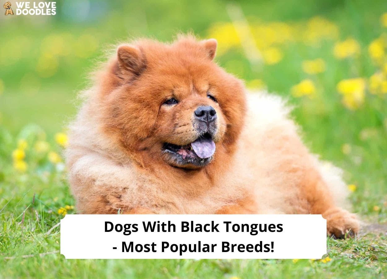 what dog breed has a black tongue