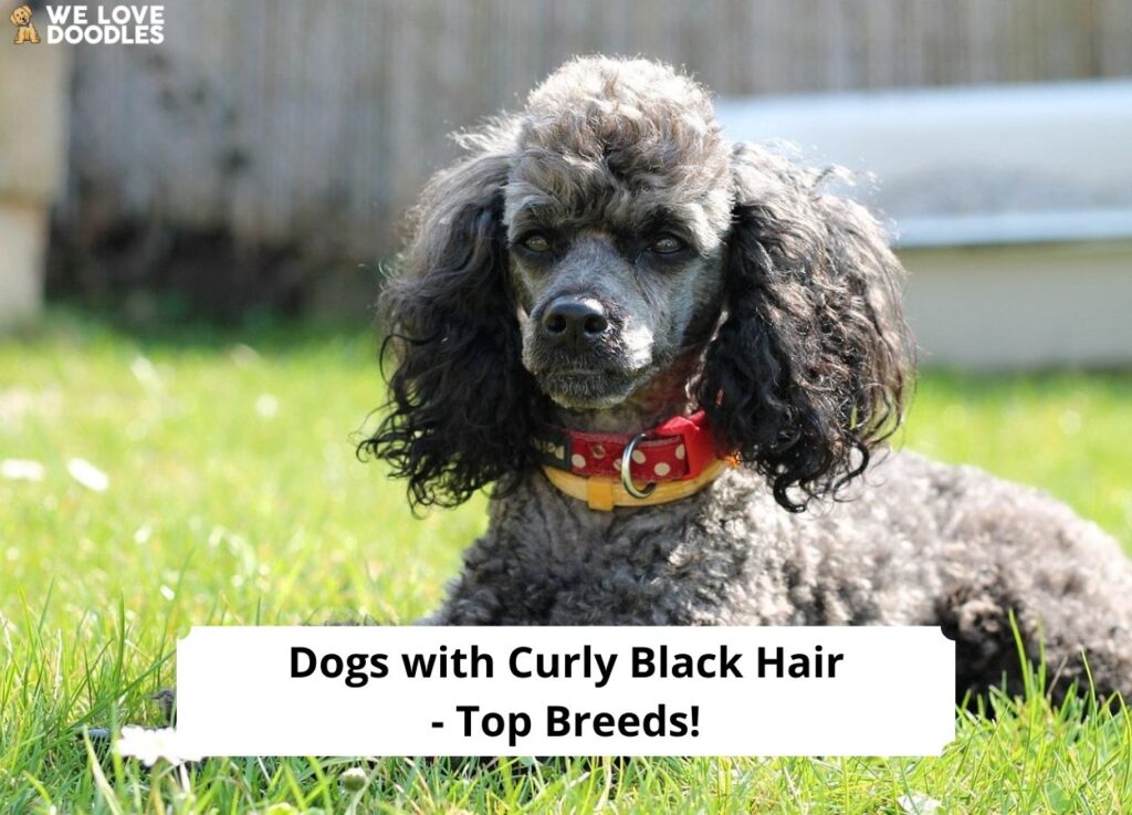 Black curly cheap hair dogs