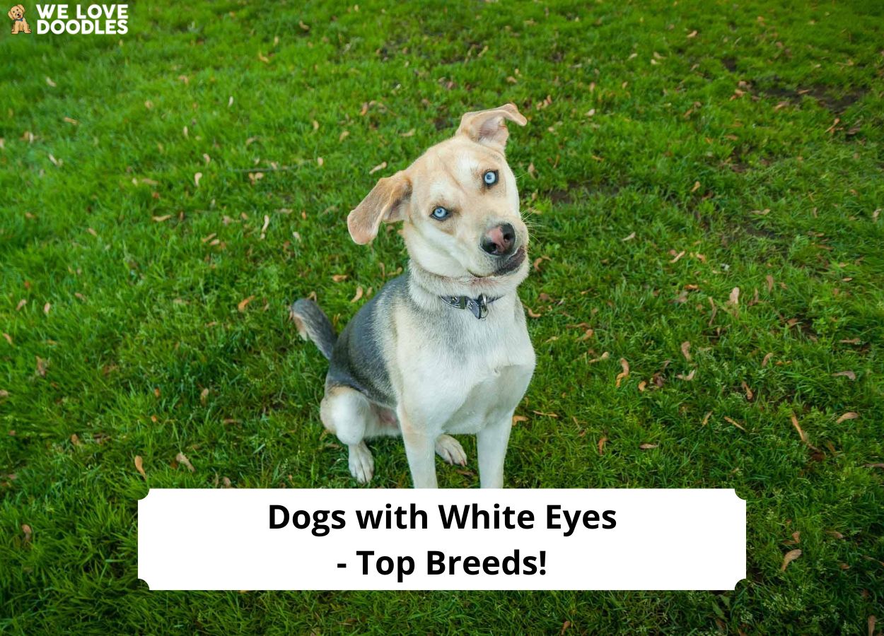 Dogs with White Eyes Top 8 Breeds! (2024)
