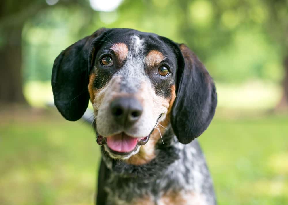 Dogs with Gold Eyes - Top 9 Breeds! (2023) - We Love Doodles