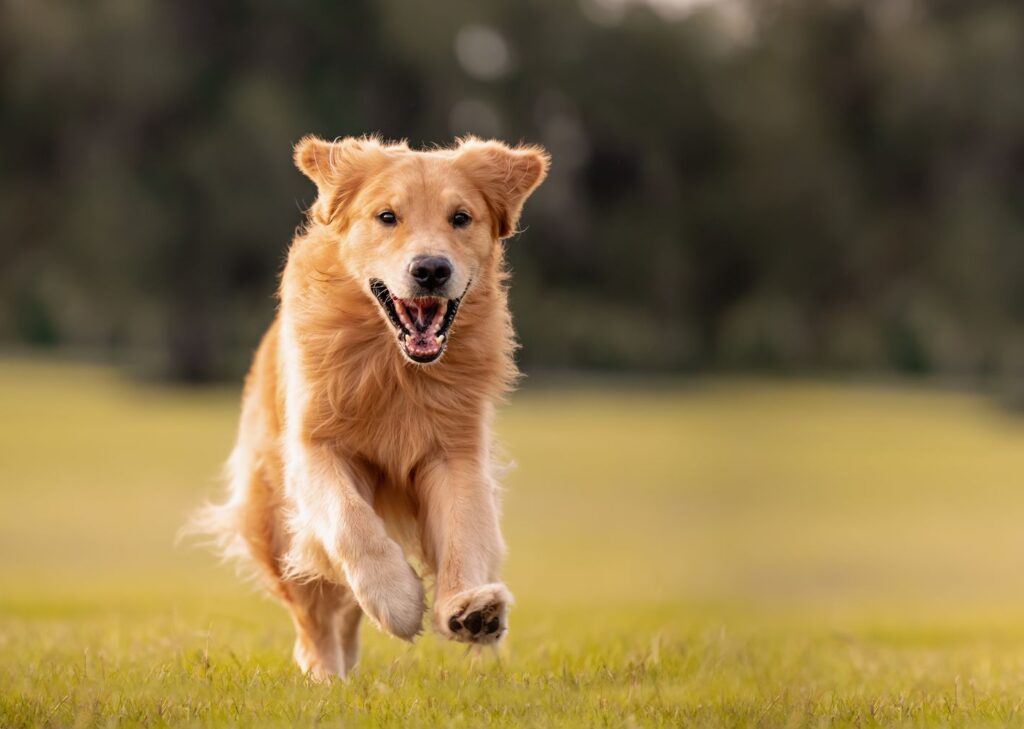 Dwarf Golden Retriever vs. Miniature Golden Retriever – What is the