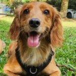 Find a Cocker Spaniel Rescue Shelter Near Me in Australia