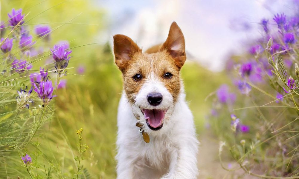 Do Dogs Have Abs? Can Dogs Have Abs?