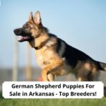 German-Shepherd-Puppies-For-Sale-in-Arkansas-Top-Breeders-template
