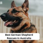 German Shepherd Rescues in Australia
