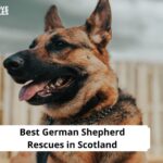 German Shepherd Rescues in Scotland