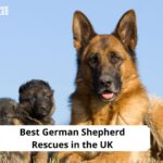 German Shepherd Rescues in the UK
