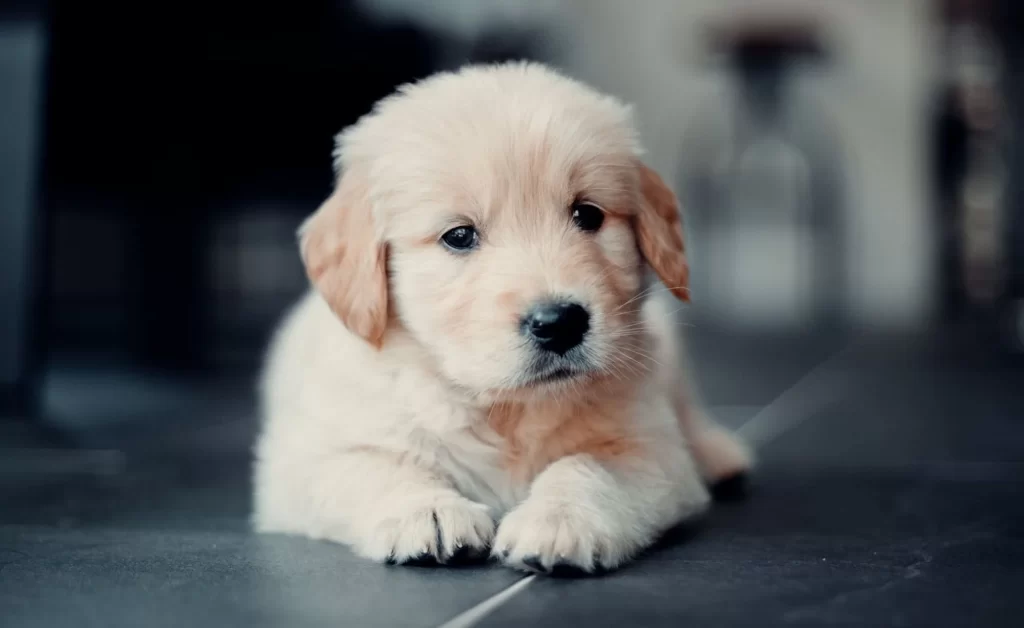 Golden Retriever Puppies In Arkansas - Top 4 Breeders