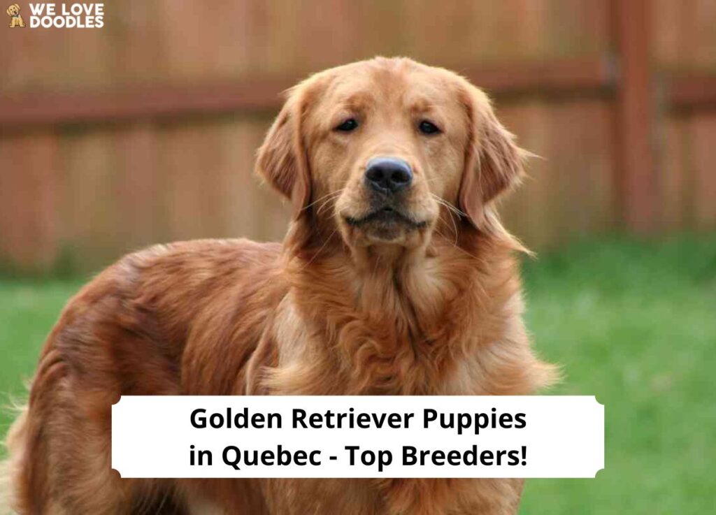 Golden Retriever Puppies In Quebec Top 5 Breeders   Golden Retriever Puppies In Quebec Top Breeders Template 1024x737 