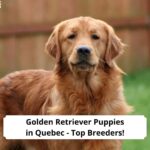 Golden-Retriever-Puppies-in-Quebec-Top-Breeders-template